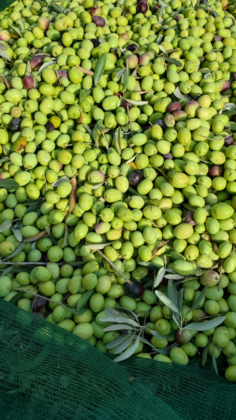 Olio Extravergine D'oliva 5 litri 2023/24
