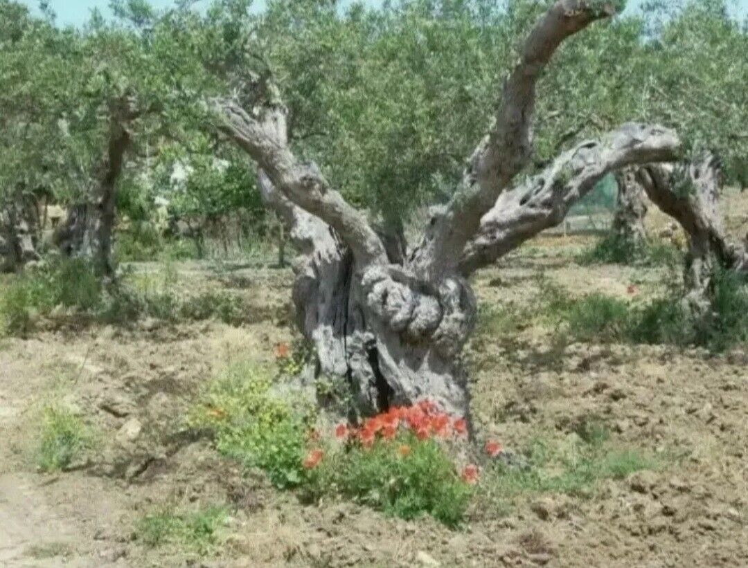 Olio Extravergine d"oliva 2024/25